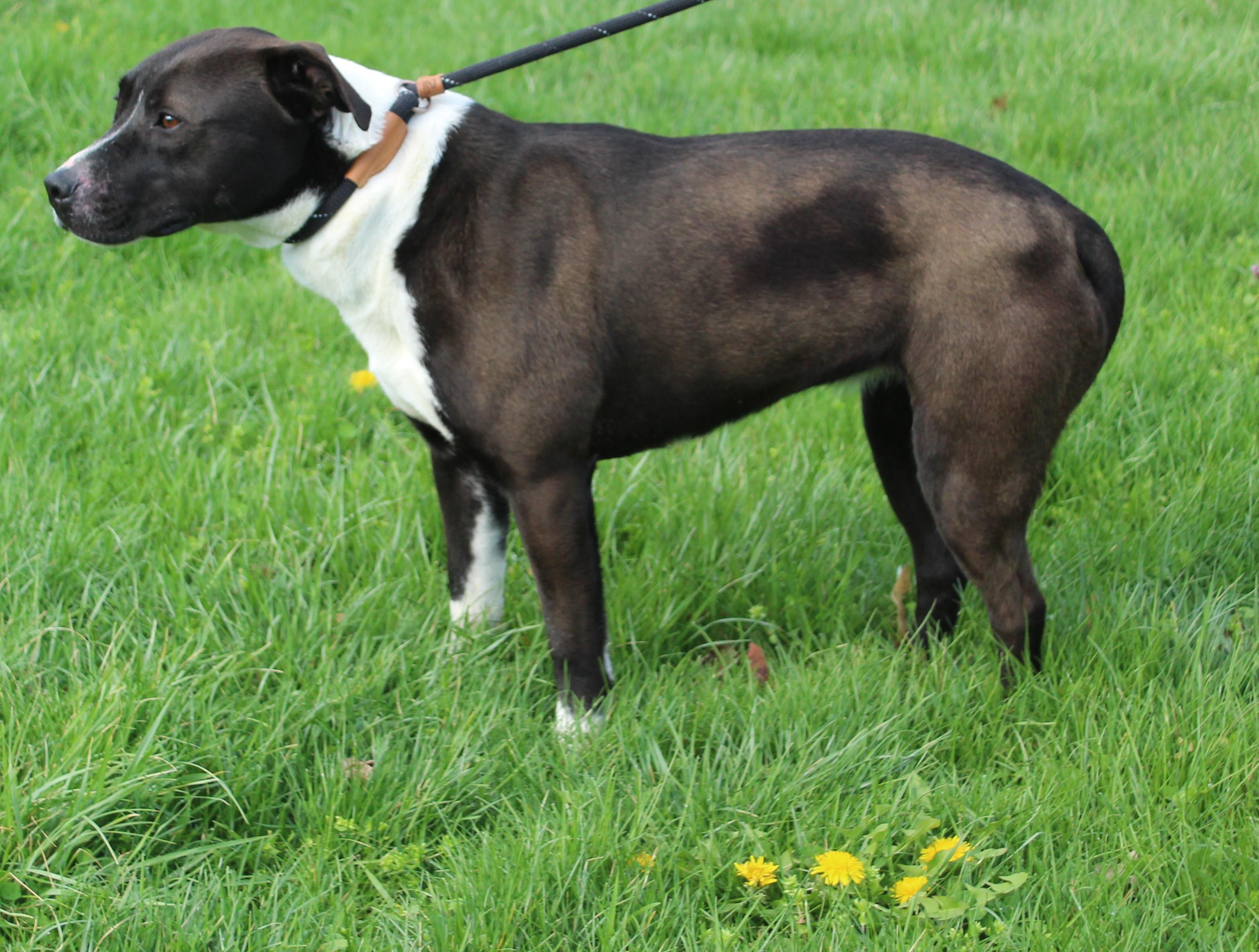 Priscilla (11691), a ADOPTABLE mixed breed in Heath, OH image 2/2