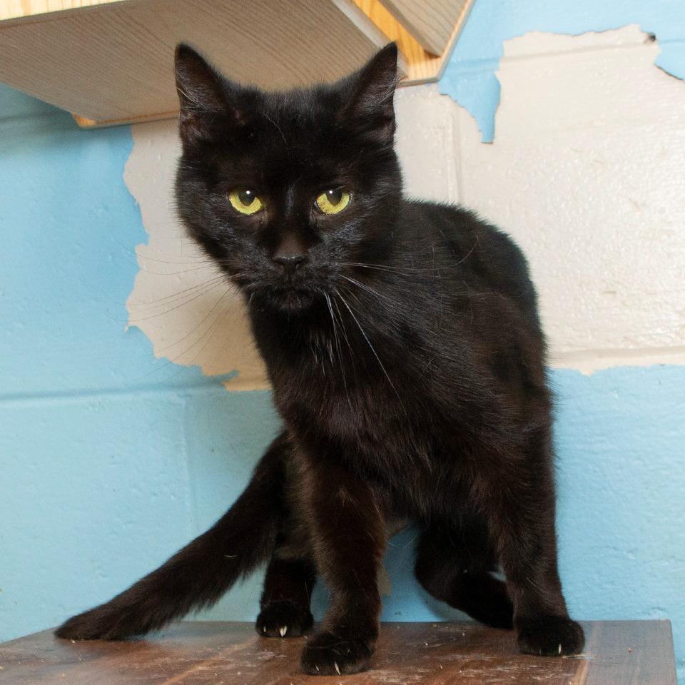 Susie, Adoptable, Senior Female Domestic Short Hair.