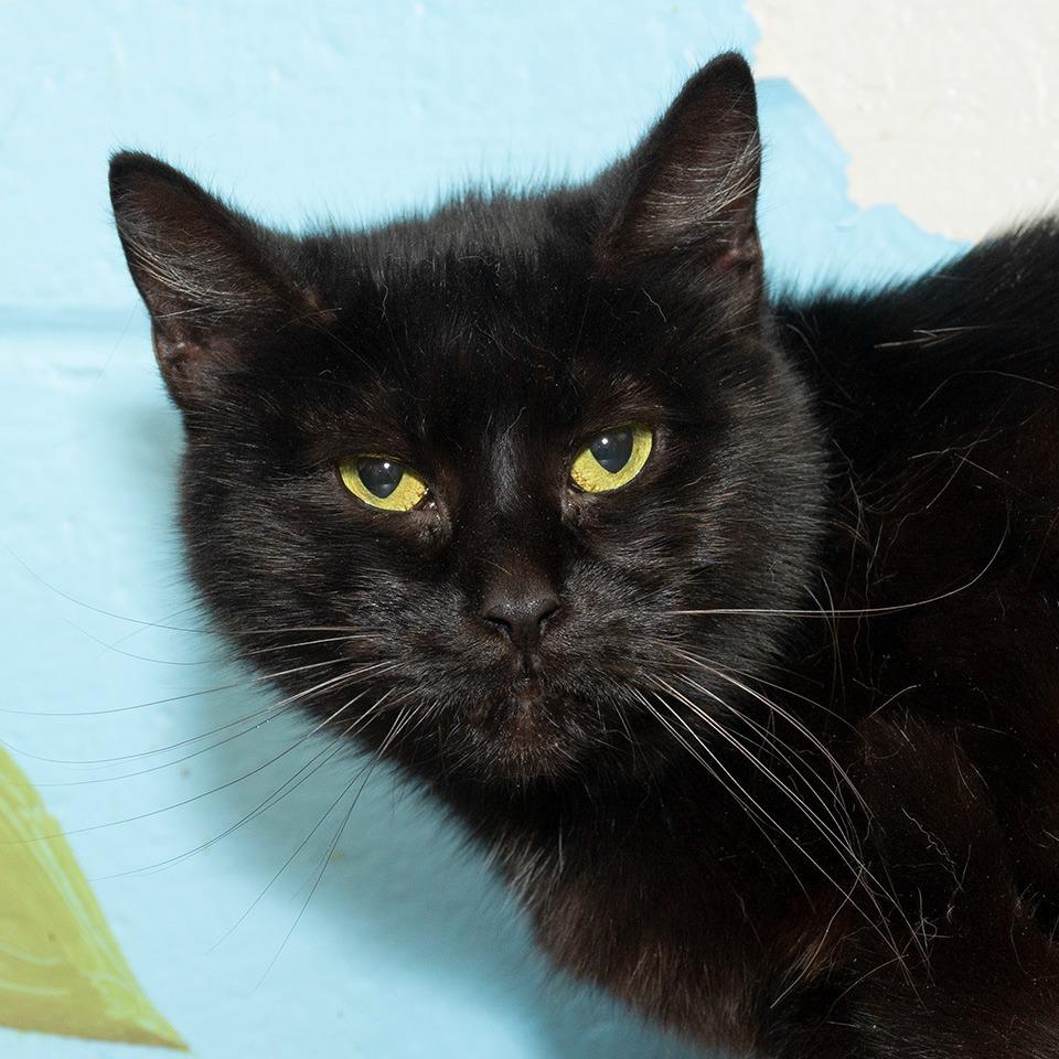 Enlarge Susie, a Adoptable Domestic Short Hair in Troy, OH image 2/2