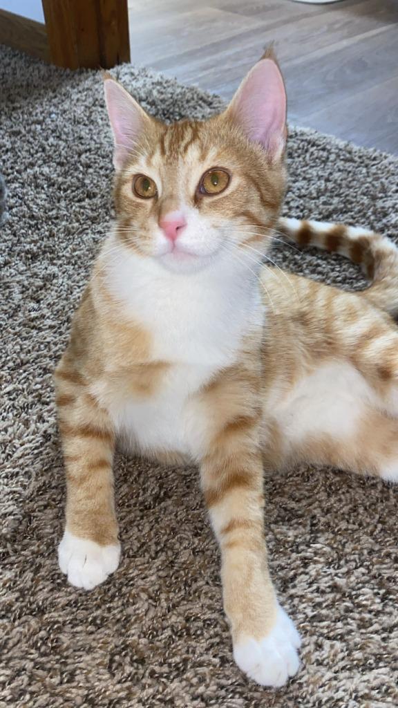 Enlarge Stan, a Adoptable Domestic Short Hair in Cloquet, MN image 1/1