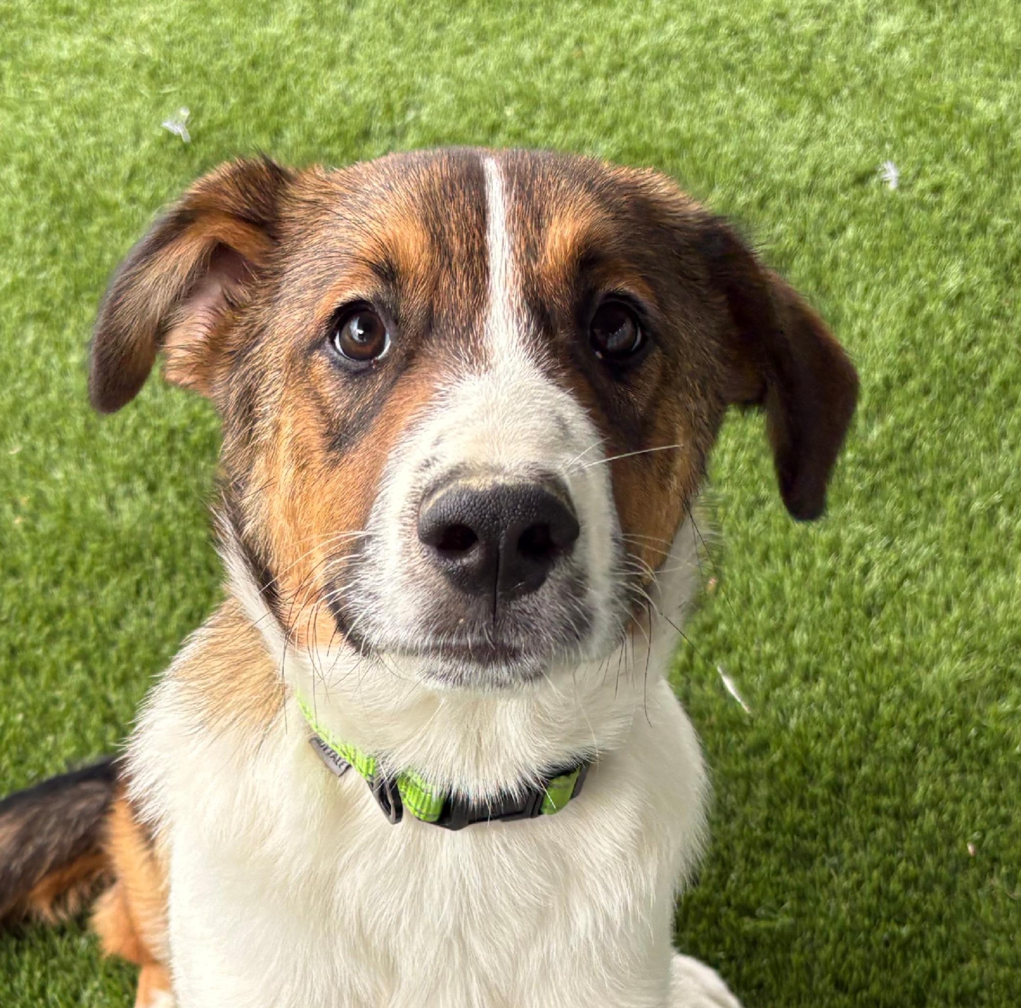 Enlarge Giovanni, an adopted mixed breed in Burleson, TX image 4/4