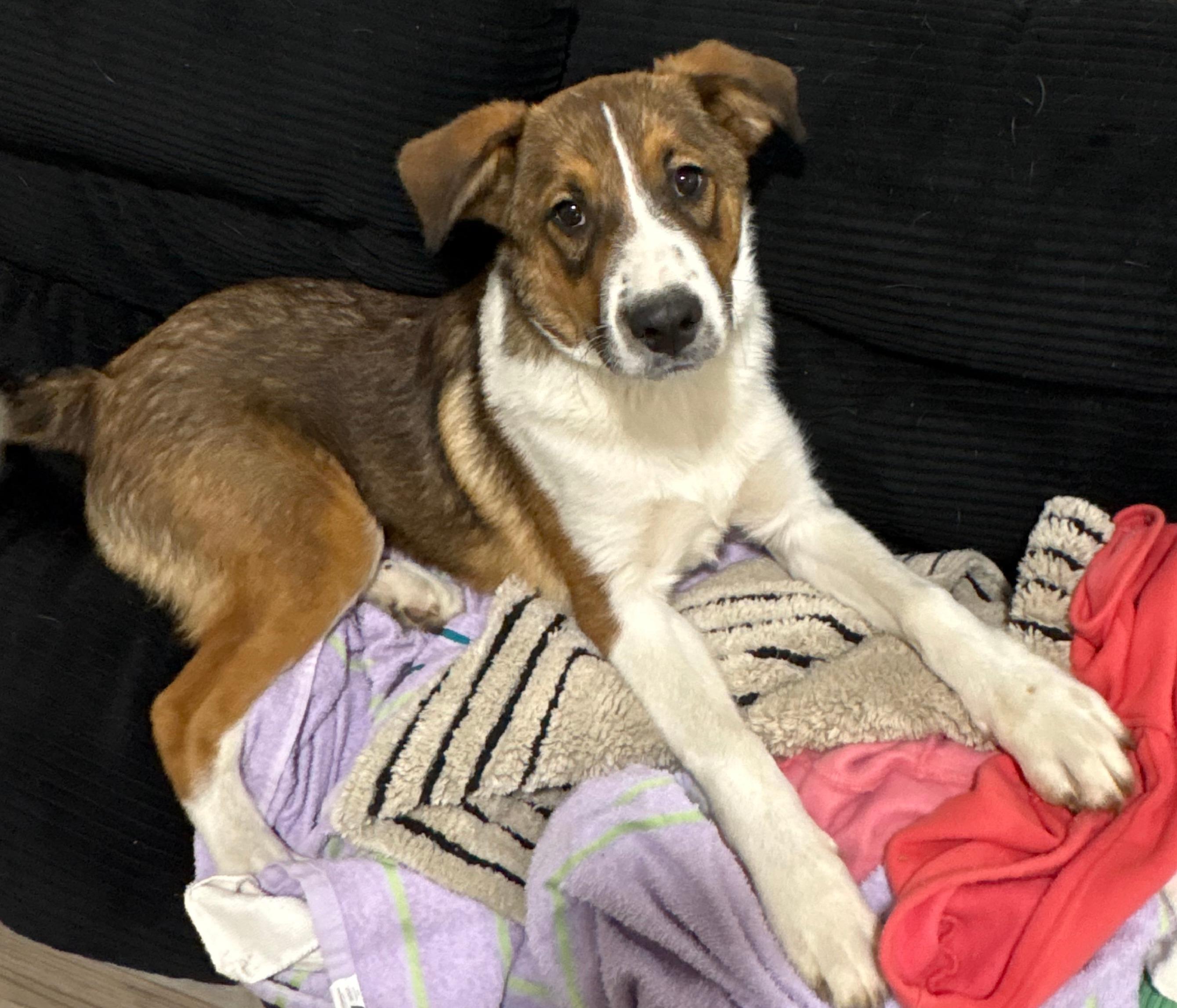 Enlarge Giovanni, an adopted mixed breed in Burleson, TX image 3/4