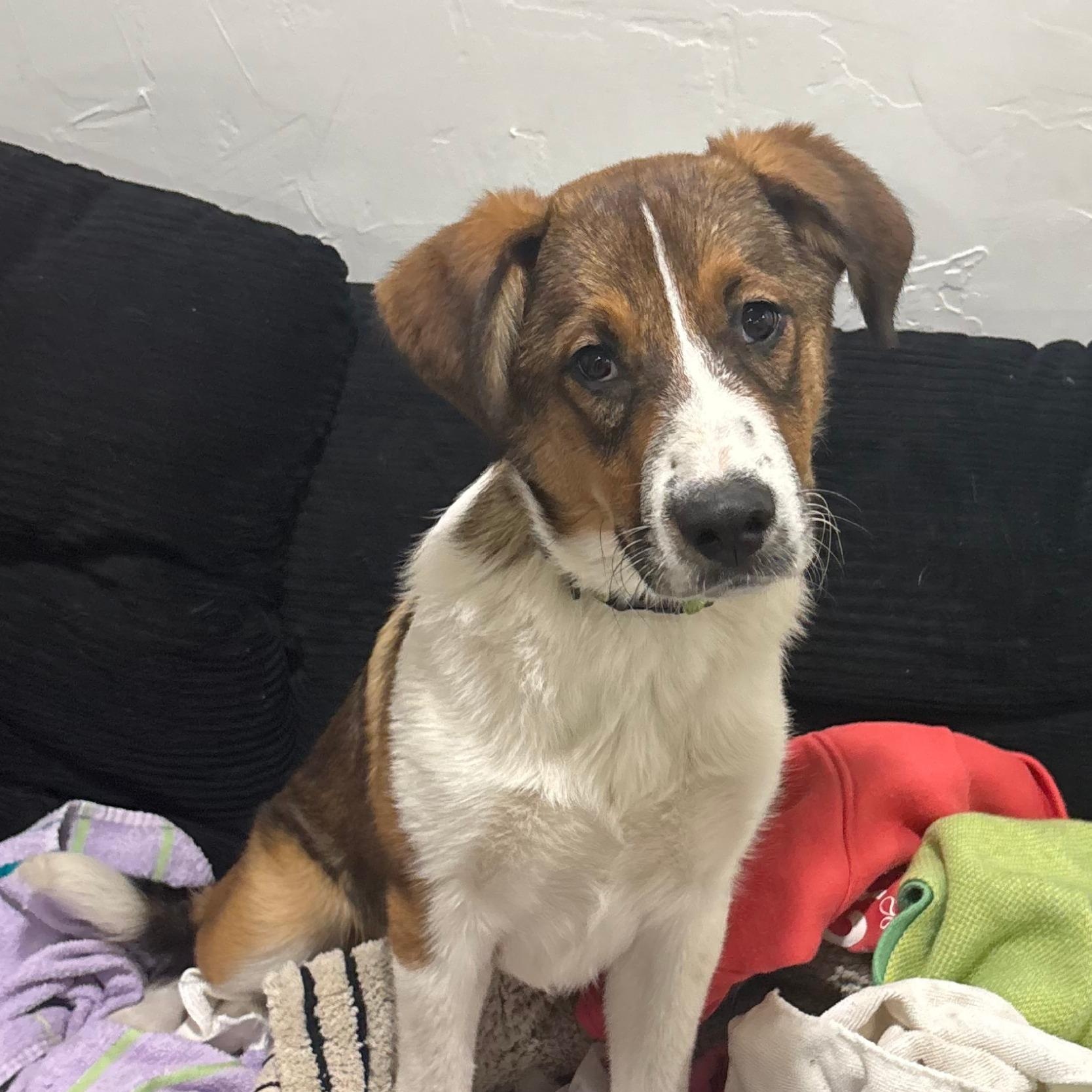Giovanni, Adoptable, Young Male Australian Cattle Dog / Blue Heeler & Labrador Retriever.