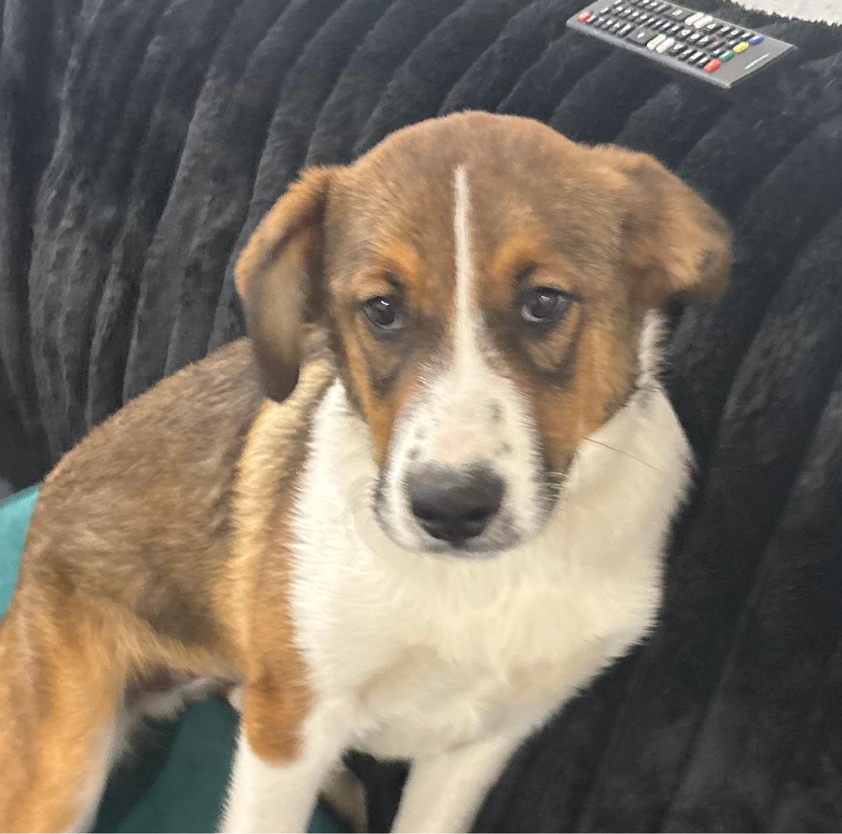 Enlarge Giovanni, an adopted mixed breed in Burleson, TX image 2/4