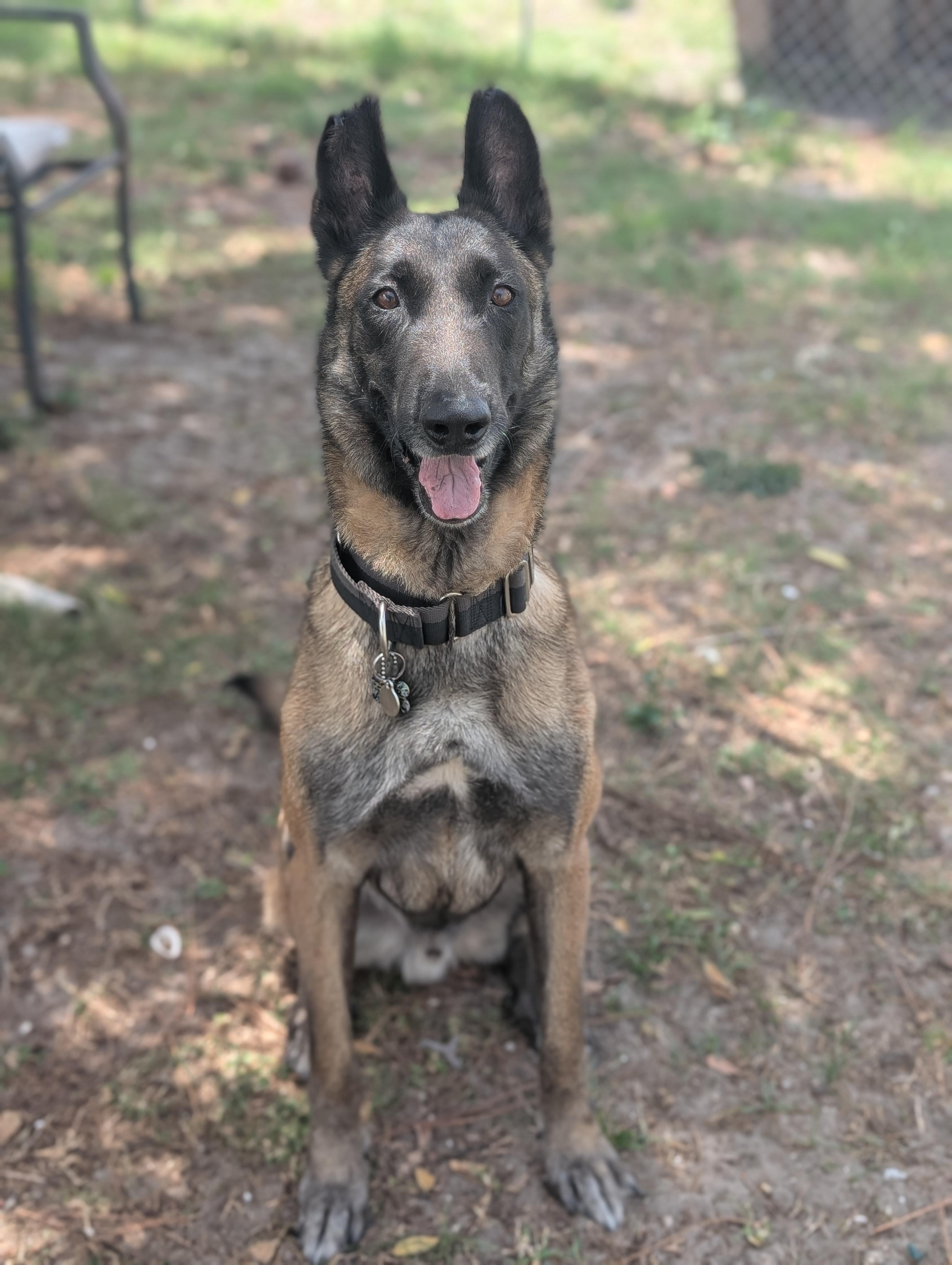 Enlarge Sandor, a Adoptable mixed breed in Estero, FL image 1/4