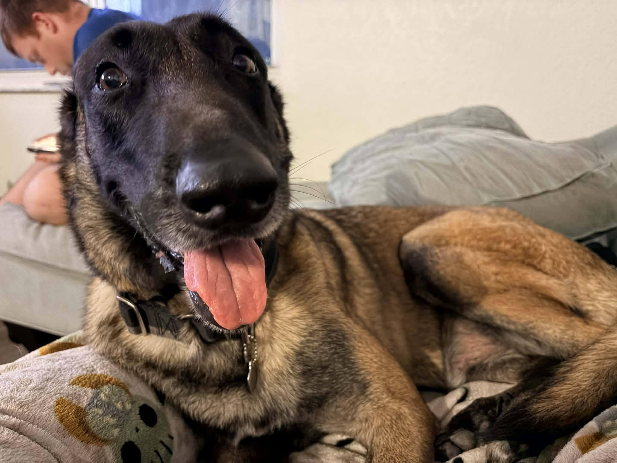 Enlarge Sandor, a Adoptable mixed breed in Estero, FL image 2/4