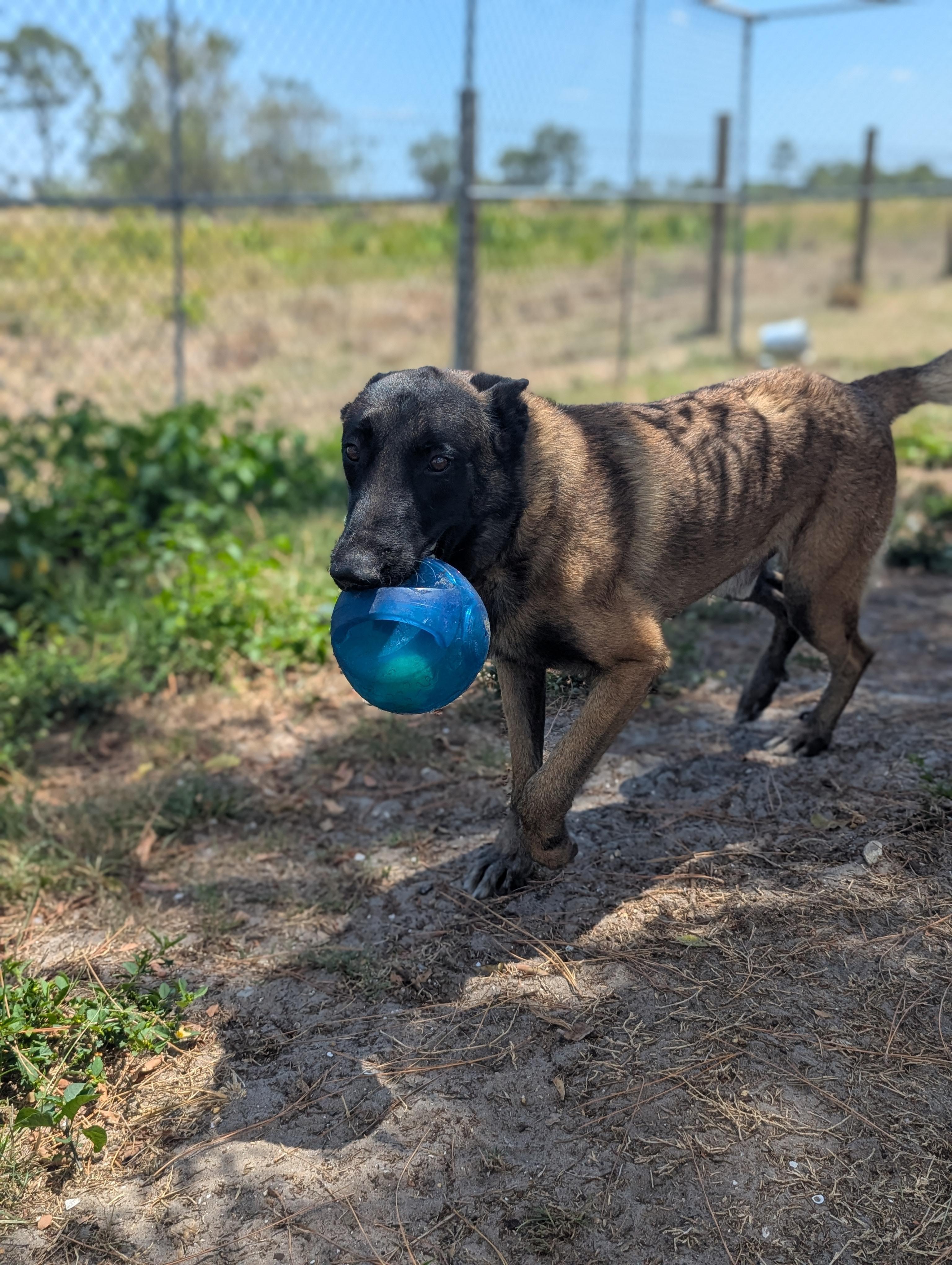 Enlarge Sandor, a Adoptable mixed breed in Estero, FL image 3/4