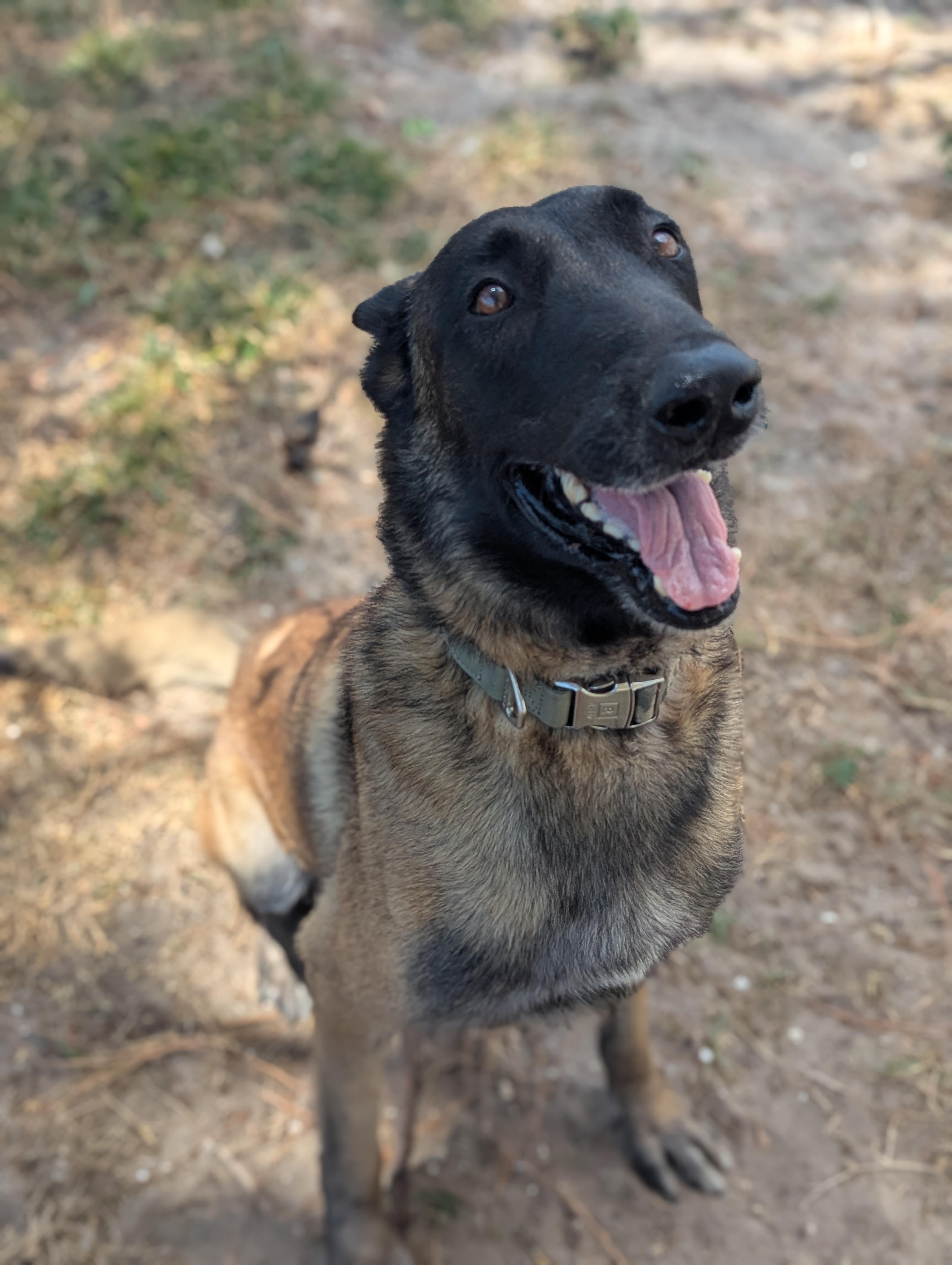 Enlarge Sandor, a Adoptable mixed breed in Estero, FL image 4/4