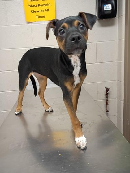 Mocha, Adoptable, Puppy Female Miniature Pinscher & Mixed Breed.