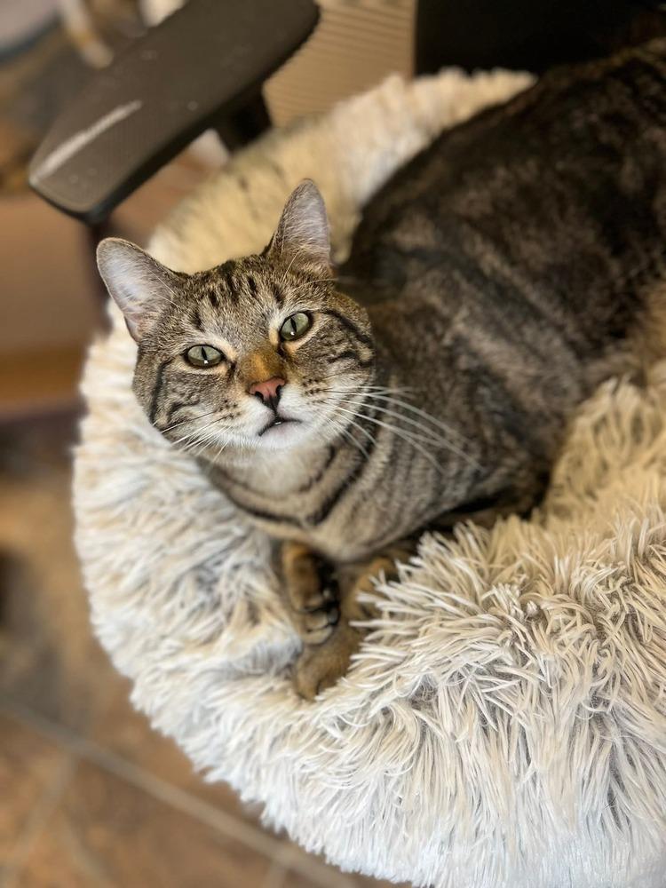 Enlarge Louie, a Adoptable mixed breed in Papillion, NE image 1/1