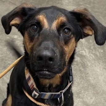 Daisy, ADOPTABLE, Young Female German Shepherd Dog.