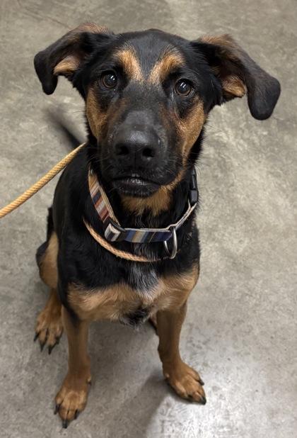 Daisy, a ADOPTABLE mixed breed in Rapid City, SD image 2/6