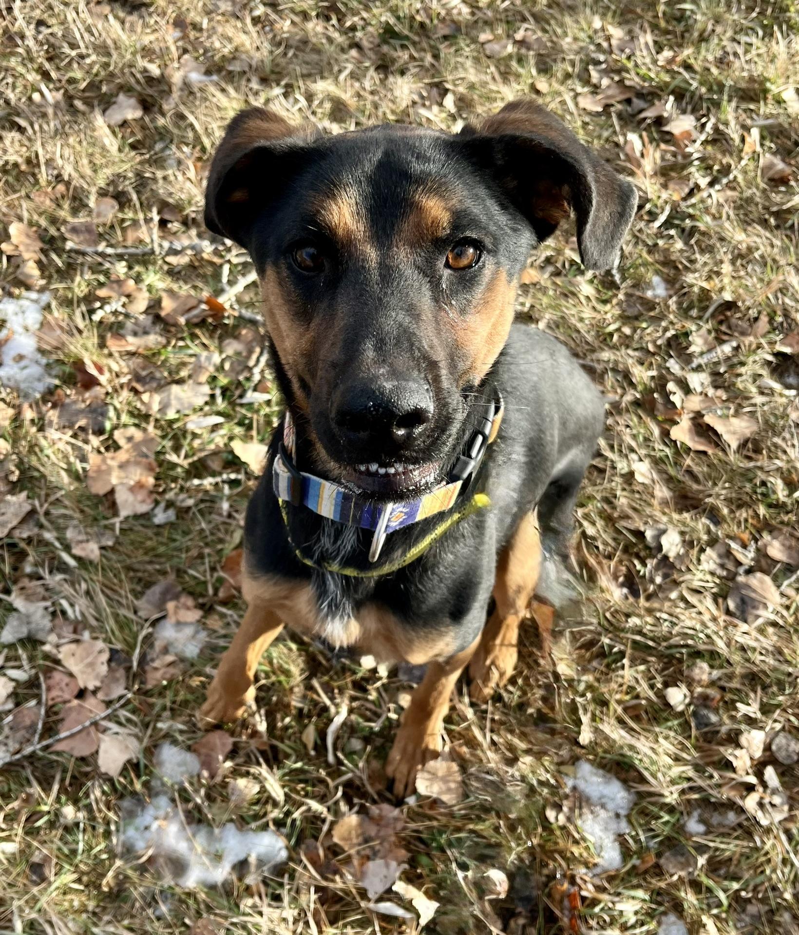 Enlarge Daisy, a ADOPTABLE mixed breed in Rapid City, SD image 5/6