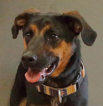 Daisy, a ADOPTABLE mixed breed in Rapid City, SD image 3/6