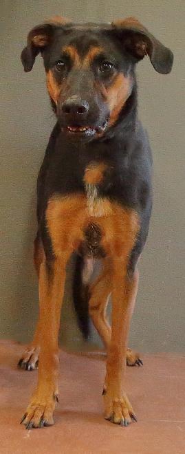 Daisy, a ADOPTABLE mixed breed in Rapid City, SD image 4/6