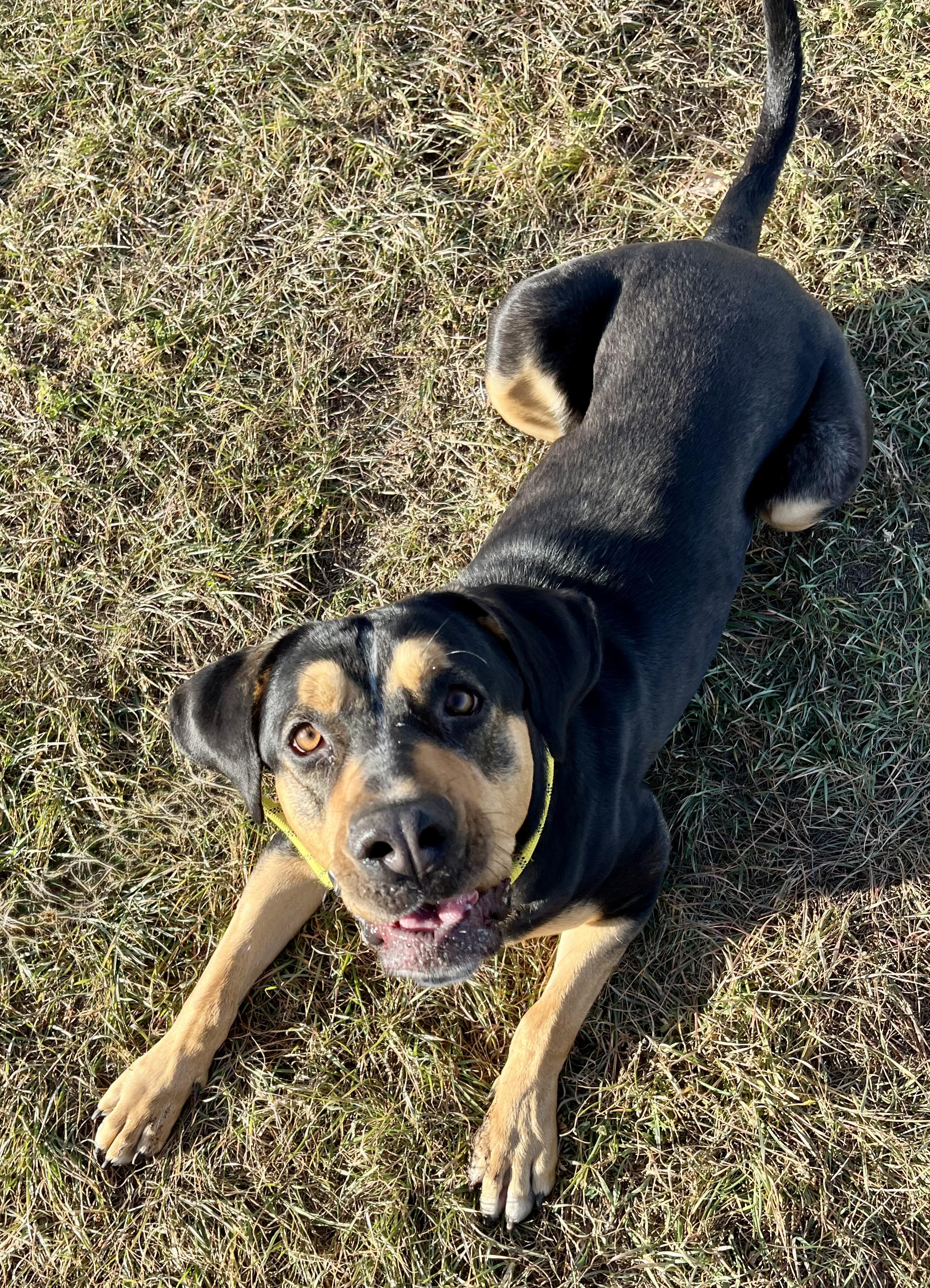 Enlarge Daisy, a ADOPTABLE mixed breed in Rapid City, SD image 3/6