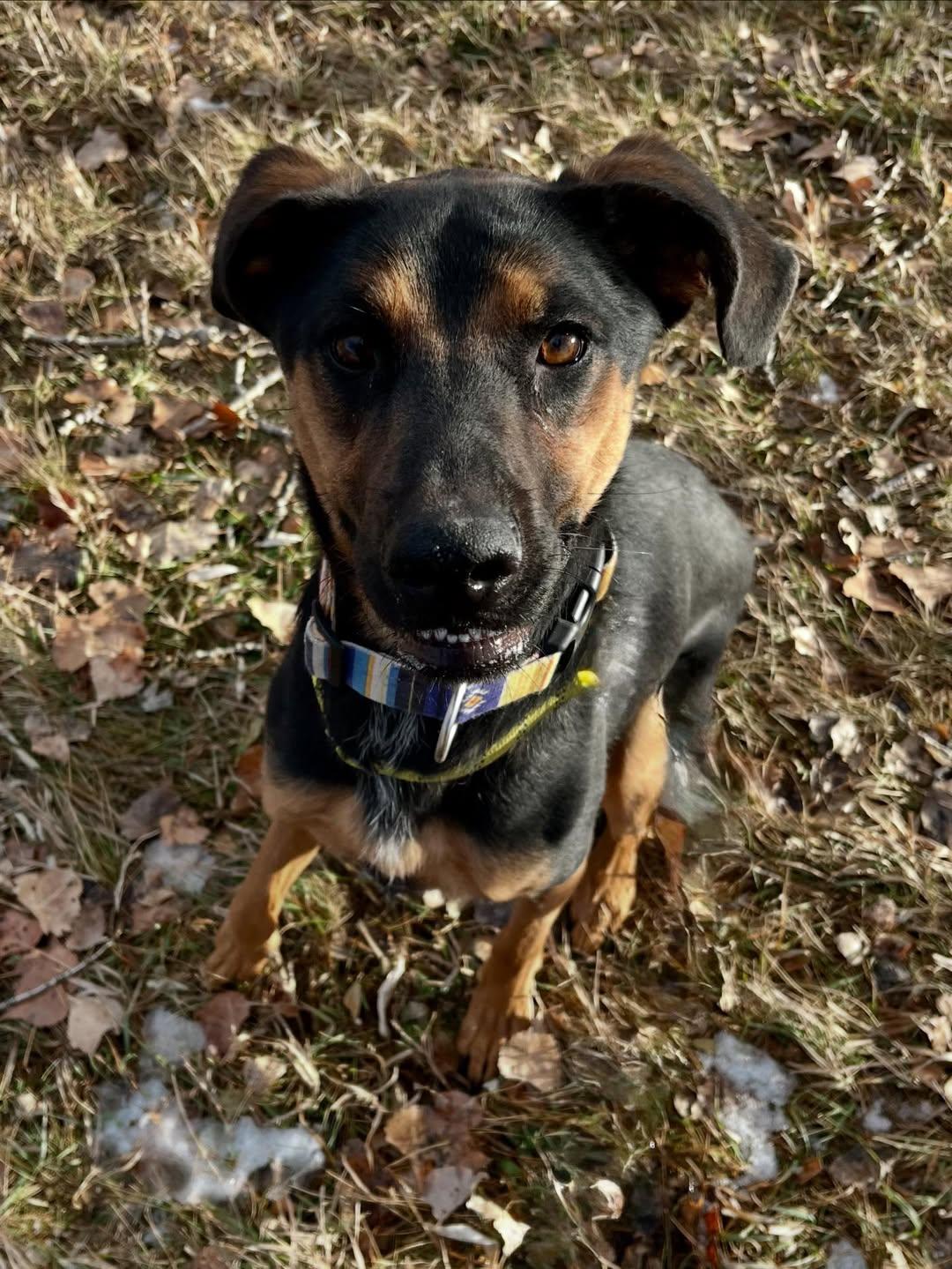 Daisy, a ADOPTABLE mixed breed in Rapid City, SD image 5/6