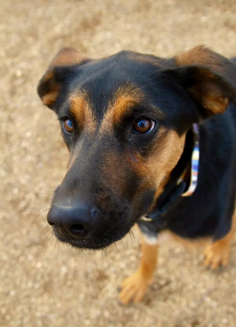 Enlarge Daisy, a ADOPTABLE mixed breed in Rapid City, SD image 4/6