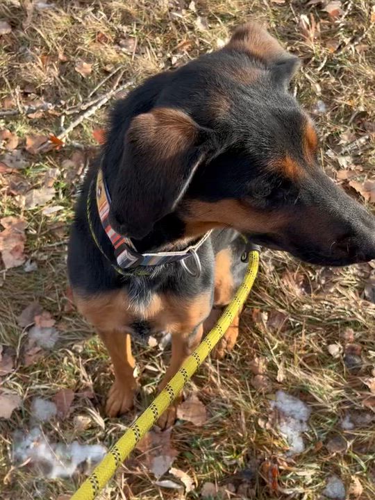 Enlarge Daisy, a ADOPTABLE mixed breed in Rapid City, SD video 6/6