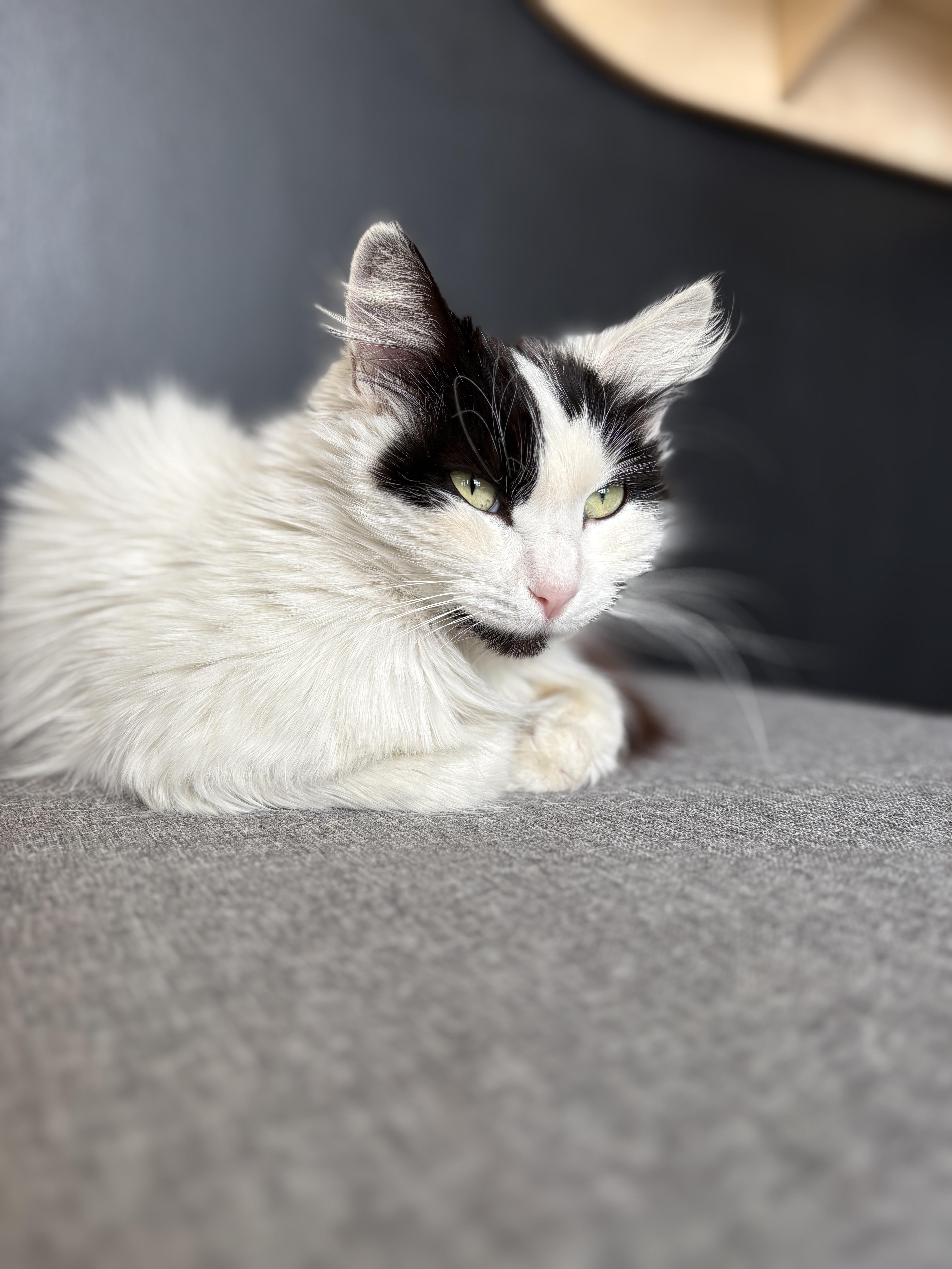 Chikis, ADOPTABLE, Adult Female Domestic Long Hair & Maine Coon.