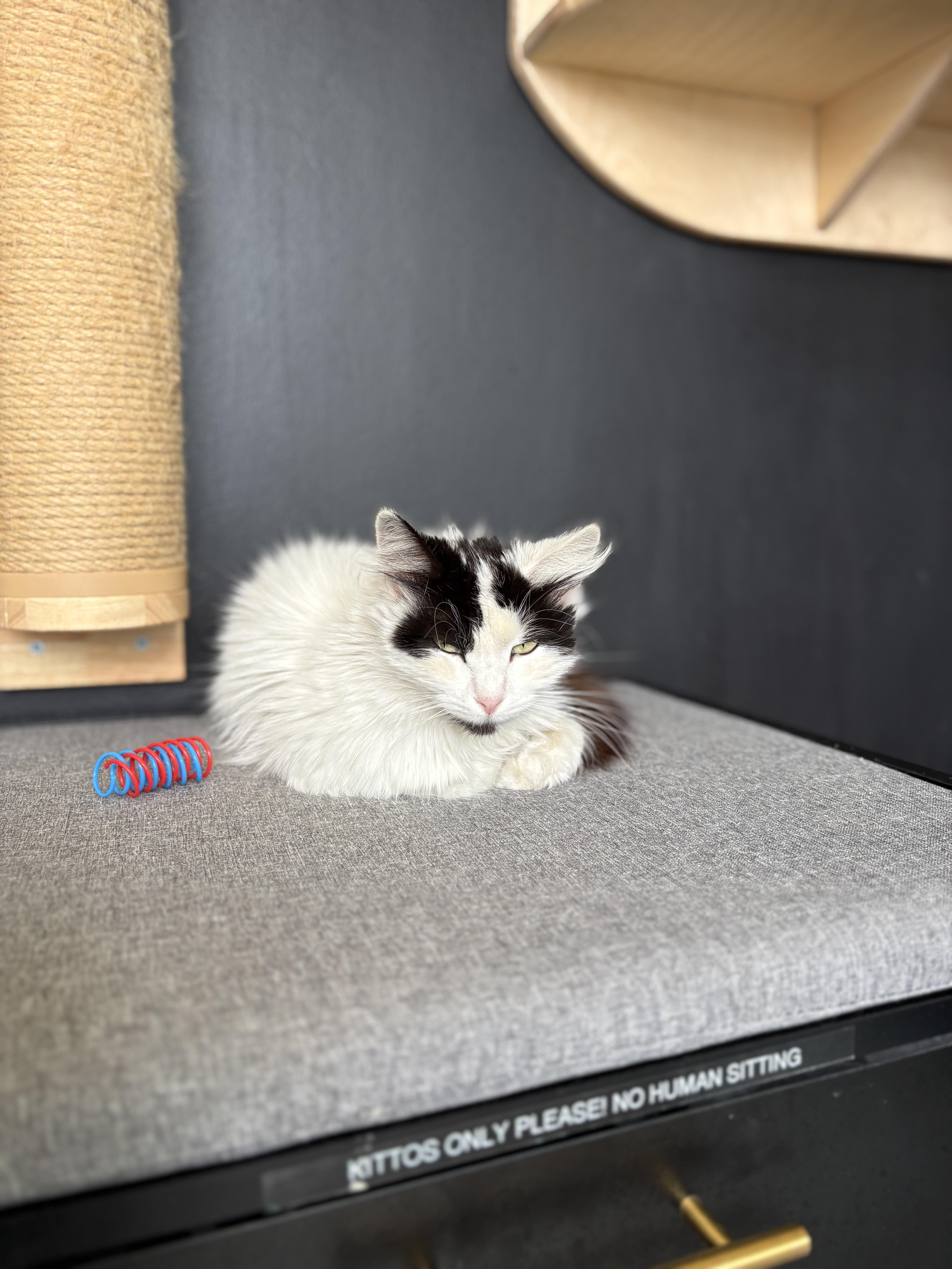 Enlarge Chikis, a ADOPTABLE mixed breed in Pacific Palisades, CA image 4/5