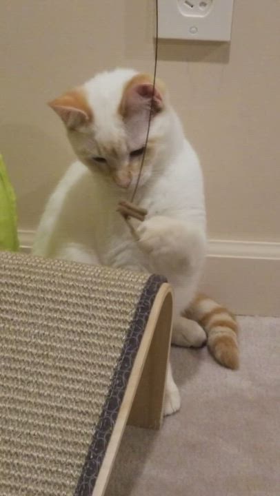 Enlarge Wendy Darling and Tinkerbell, a Adopted Domestic Short Hair in Seattle, WA video 5/9