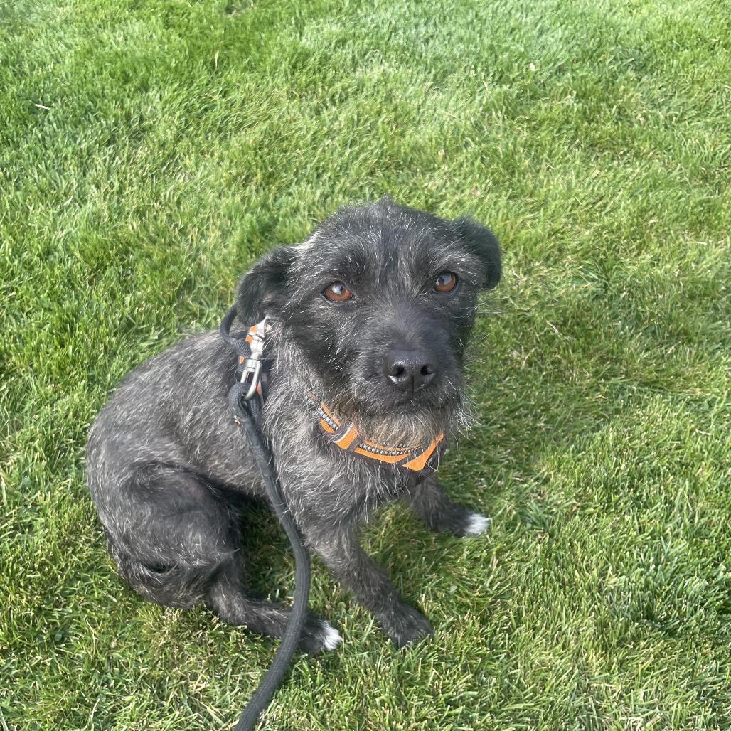 Enlarge Pita, a Adoptable mixed breed in Tacoma, WA image 3/4