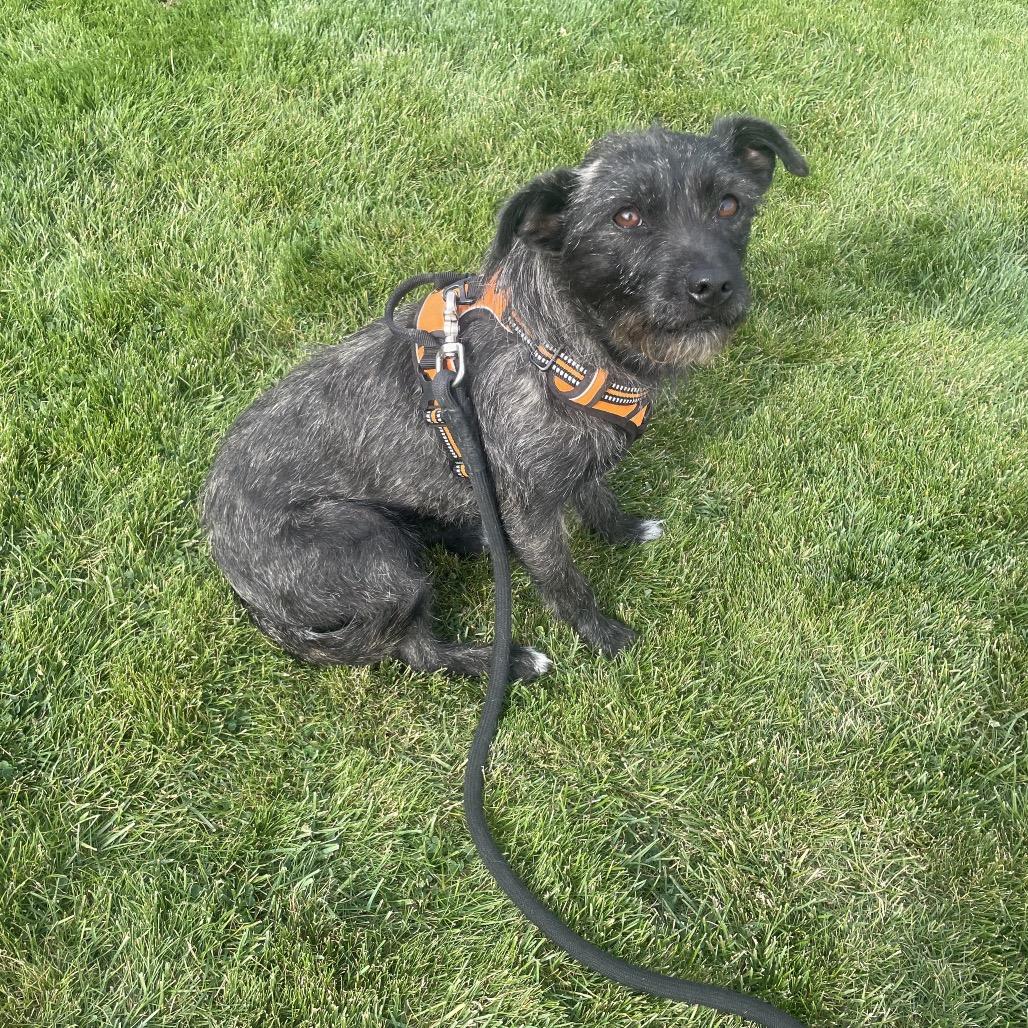 Enlarge Pita, a Adoptable mixed breed in Tacoma, WA image 4/4