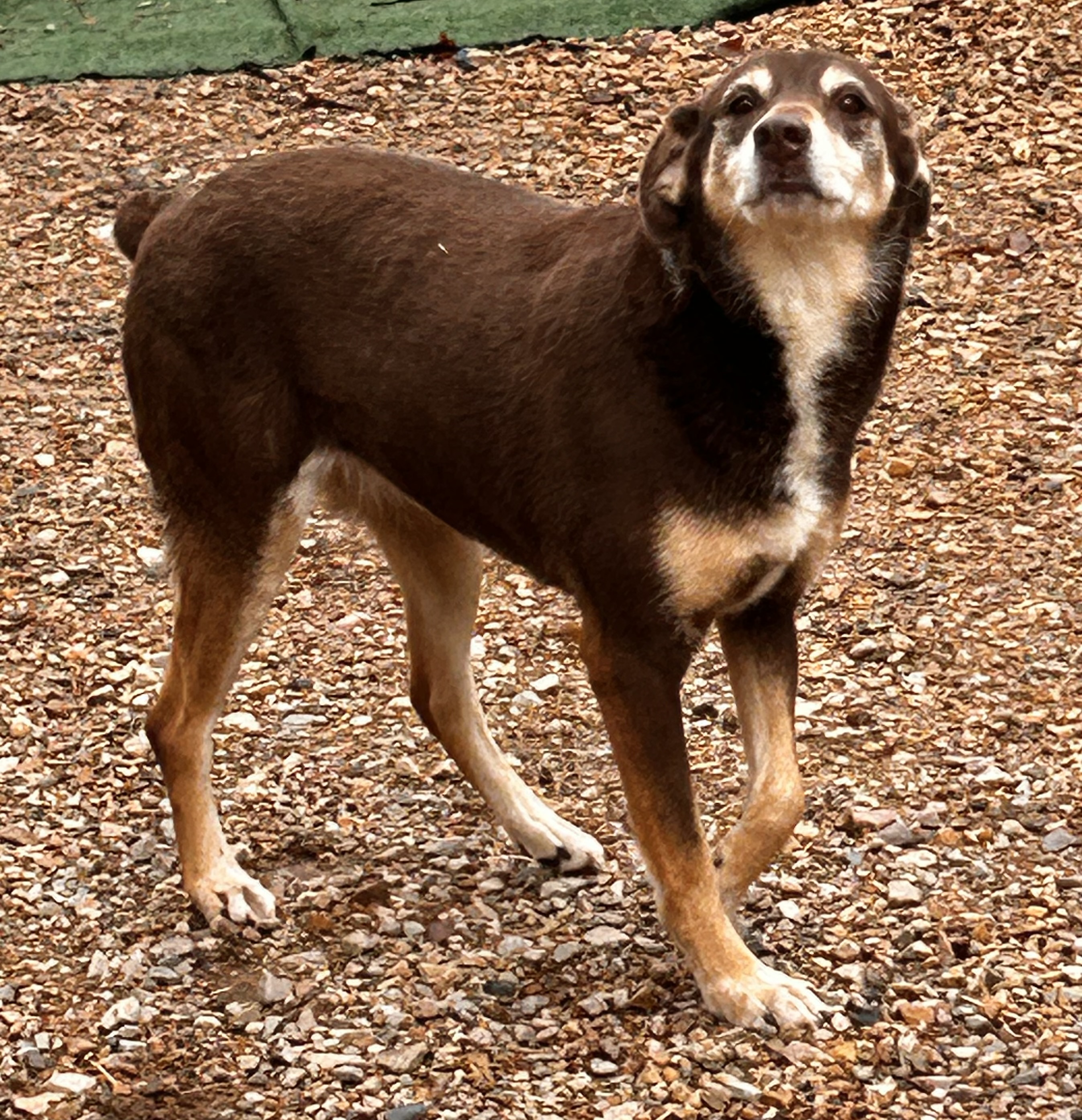 Enlarge Gamora, a Adoptable mixed breed in Paris, TX image 3/6