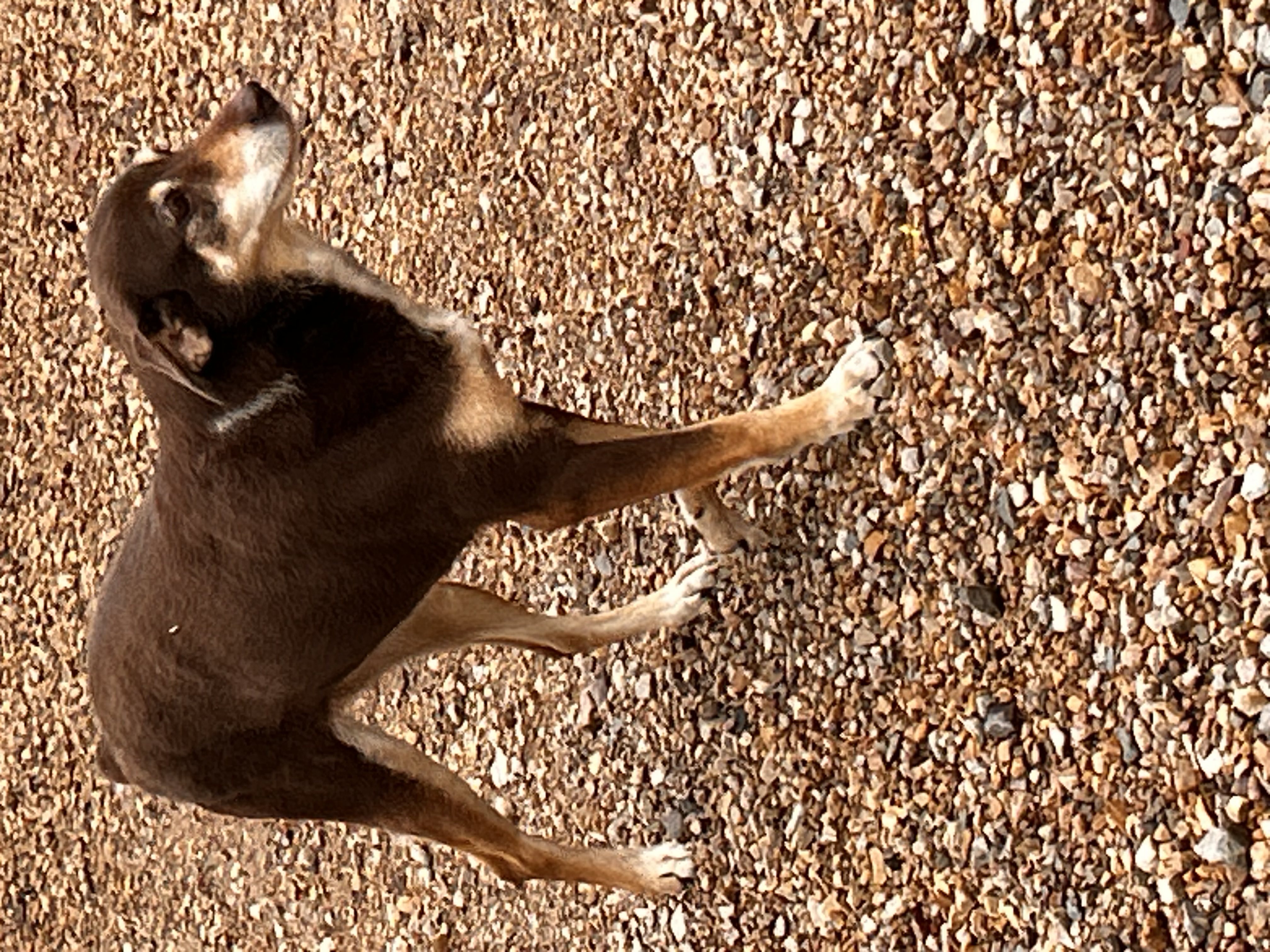 Enlarge Gamora, a Adoptable mixed breed in Paris, TX image 4/6