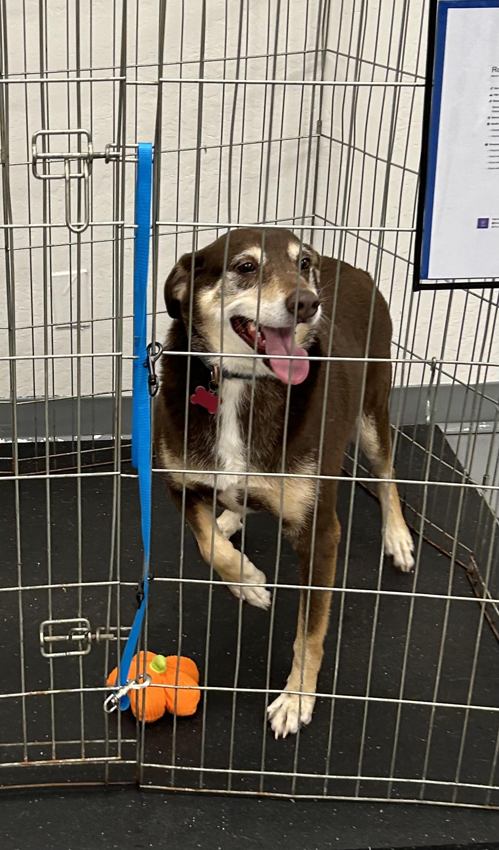 Enlarge Gamora, a Adoptable mixed breed in Paris, TX image 2/6