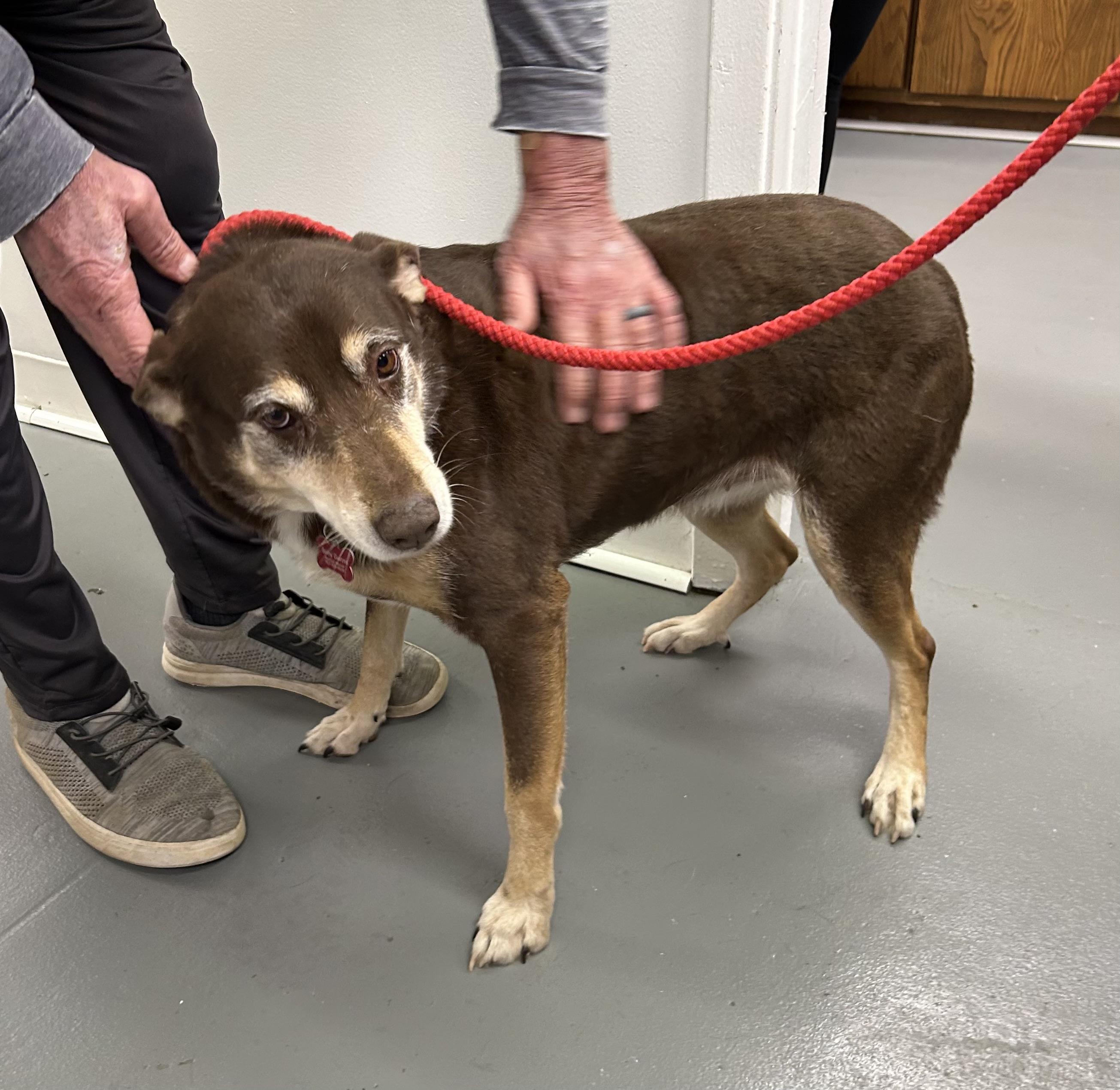 Gamora, Adoptable, Adult Female Australian Shepherd.