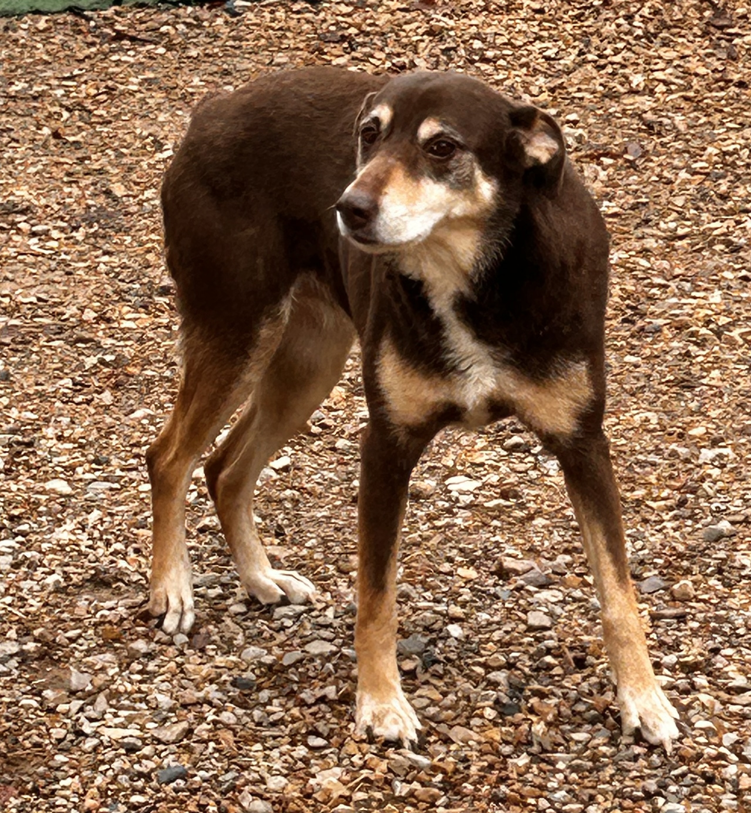 Enlarge Gamora, a Adoptable mixed breed in Paris, TX image 5/6
