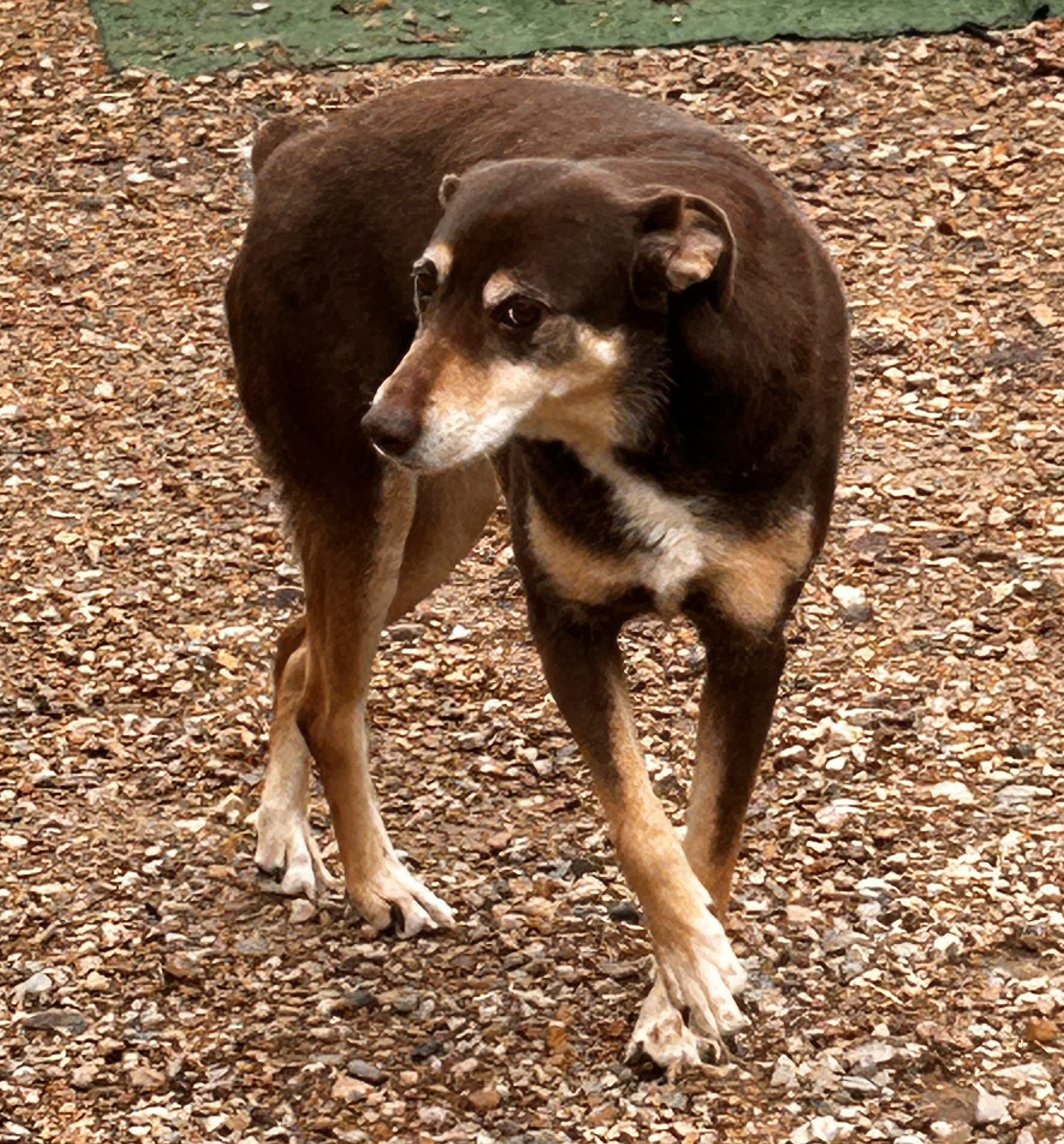 Enlarge Gamora, a Adoptable mixed breed in Paris, TX image 6/6