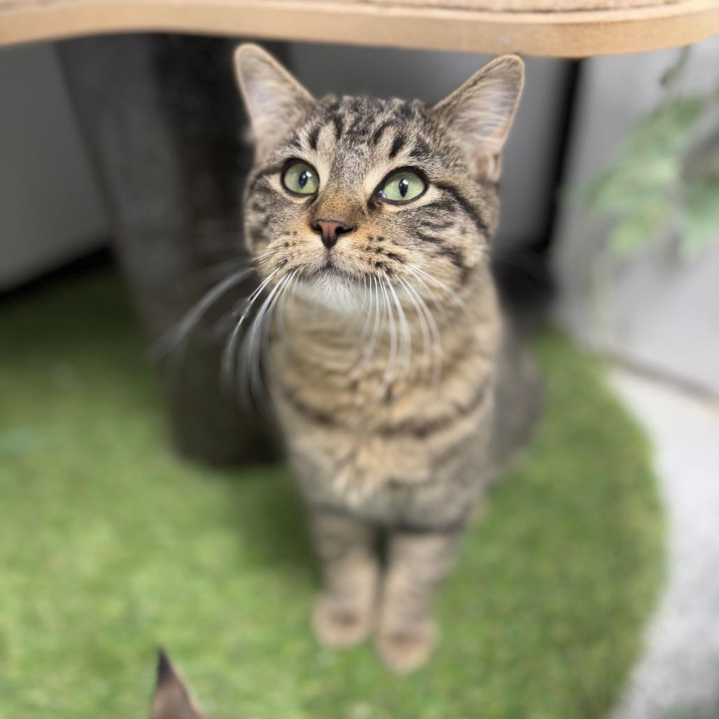 Snow Shoe, Adoptable, Adult Female Domestic Short Hair.