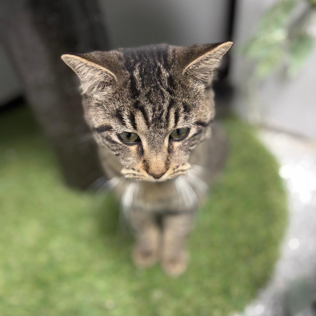 Enlarge Snow Shoe, a Adoptable Domestic Short Hair in Monticello, IA image 2/6