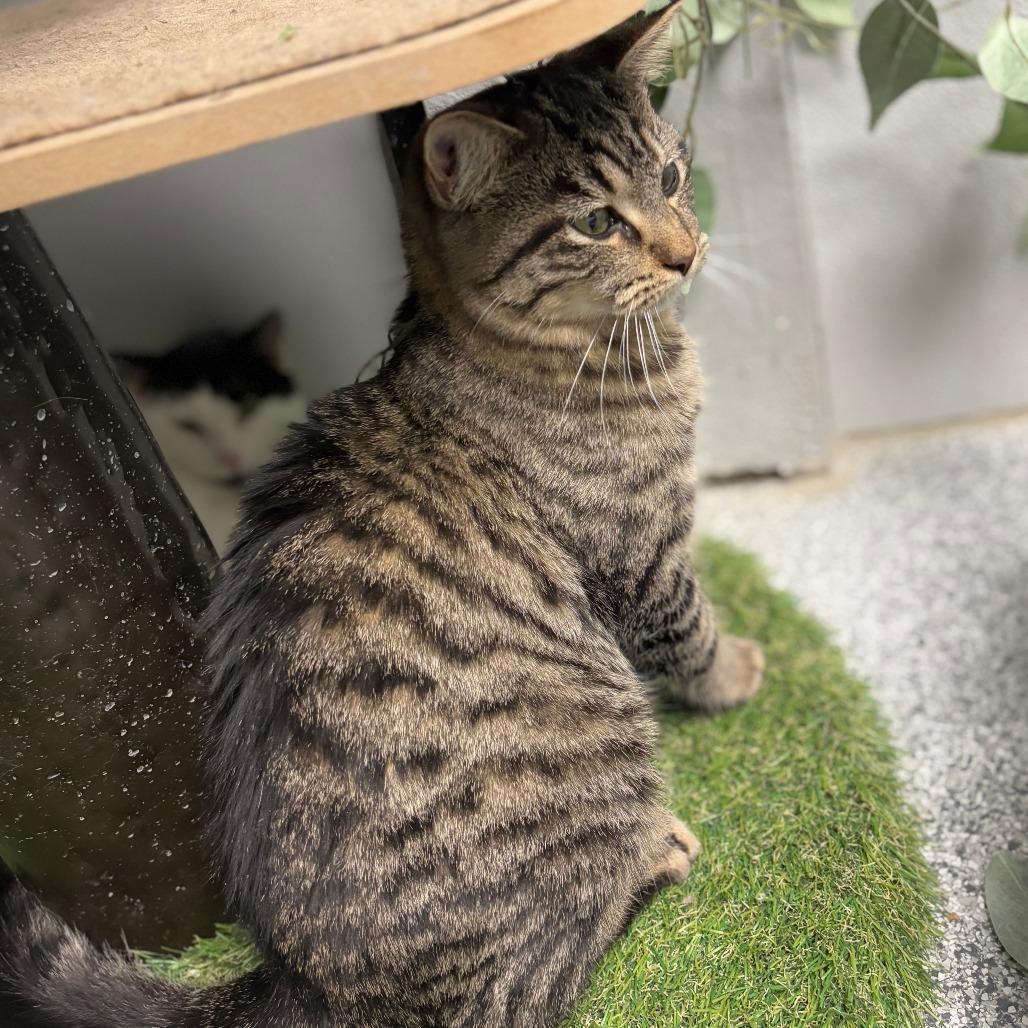 Enlarge Snow Shoe, a Adoptable Domestic Short Hair in Monticello, IA image 3/6