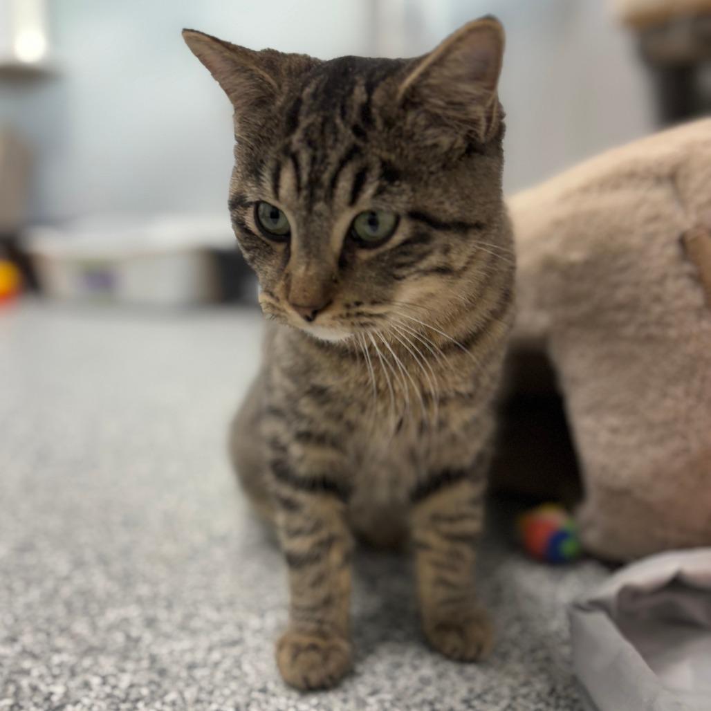 Enlarge Snow Shoe, a Adoptable Domestic Short Hair in Monticello, IA image 4/6