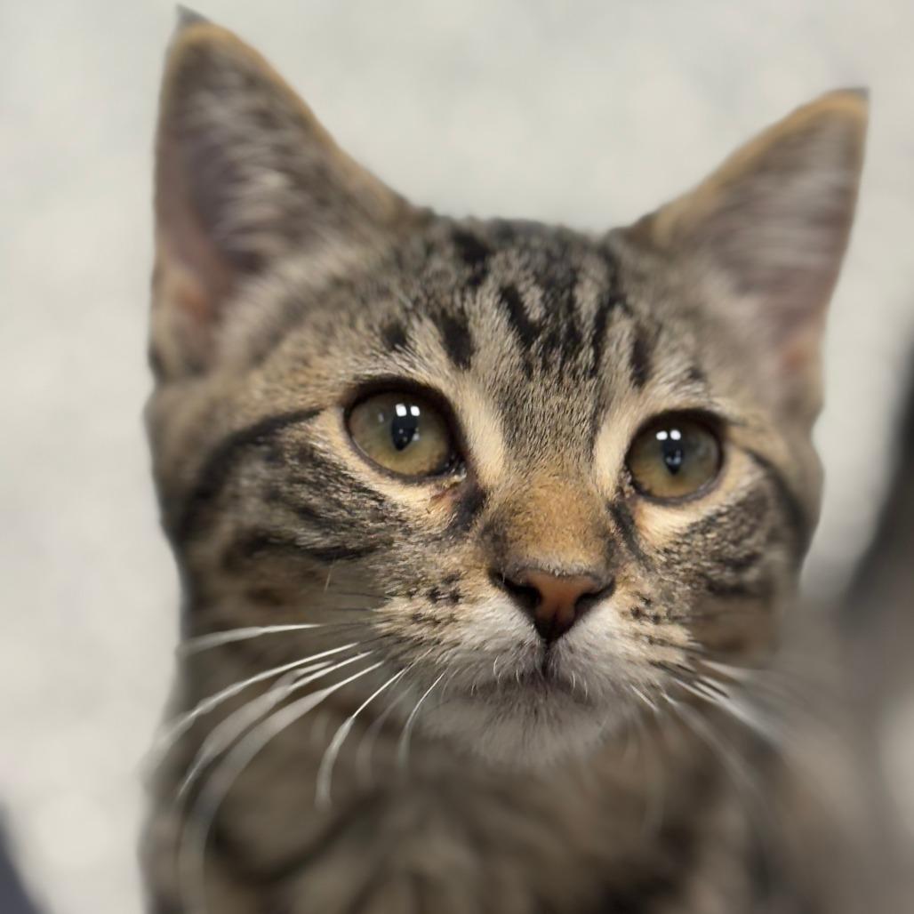 Enlarge Snow Shoe, a Adoptable Domestic Short Hair in Monticello, IA image 5/6