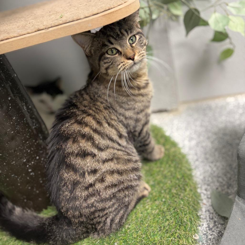 Enlarge Snow Shoe, a Adoptable Domestic Short Hair in Monticello, IA image 6/6