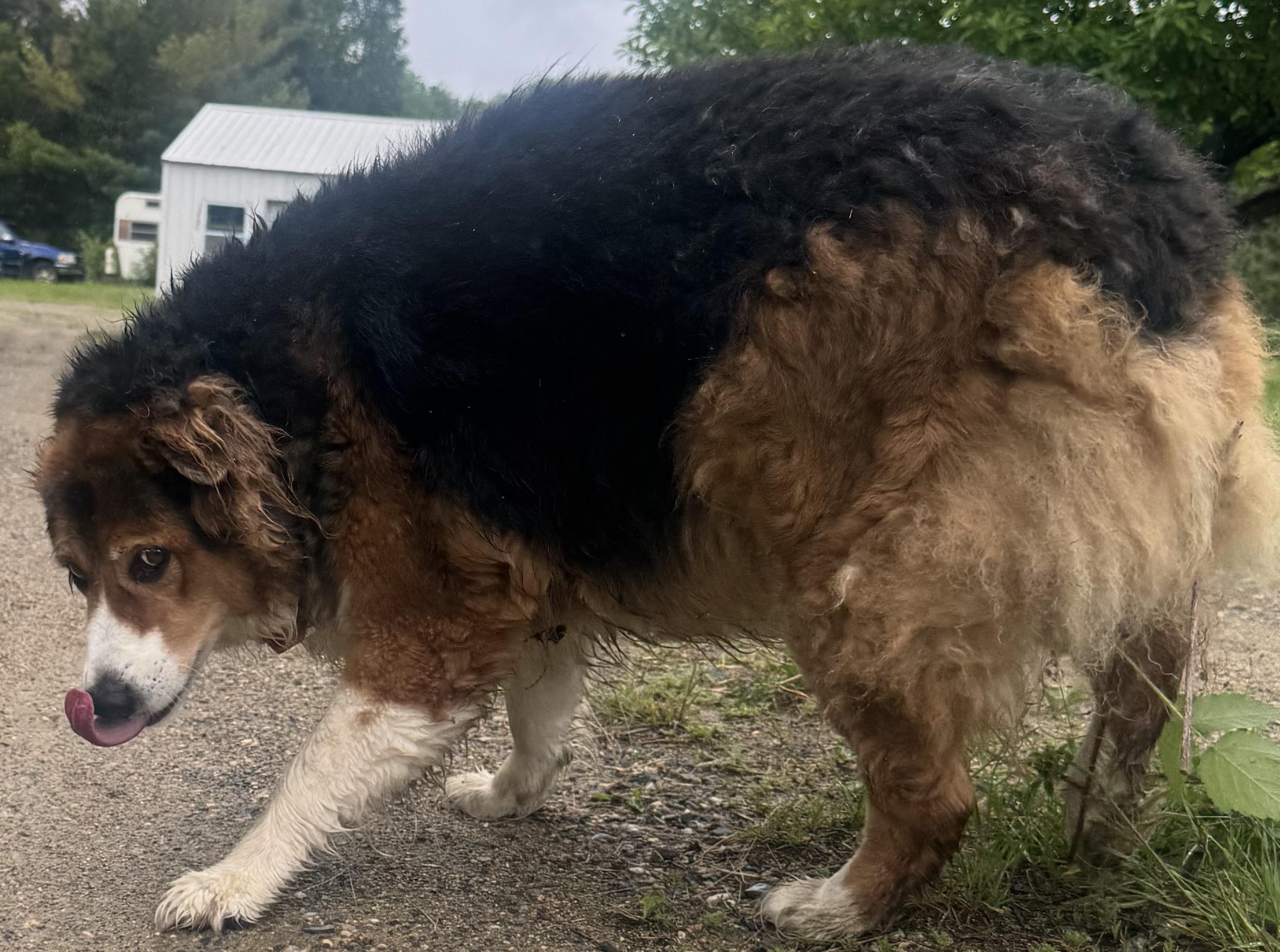 Stella, a ADOPTABLE Australian Shepherd in Elk River, MN image 3/3