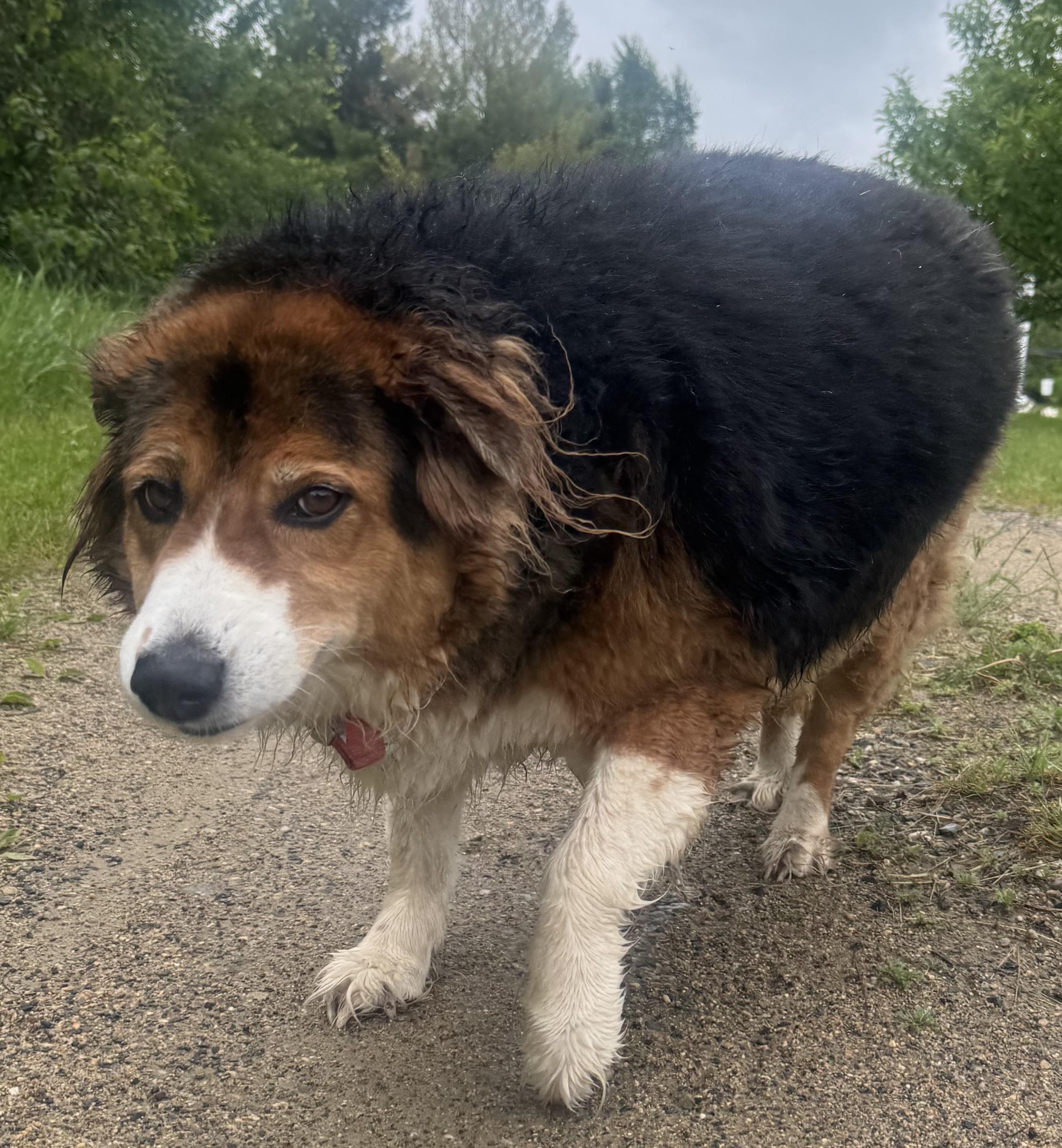 Stella, a ADOPTABLE Australian Shepherd in Elk River, MN image 2/3