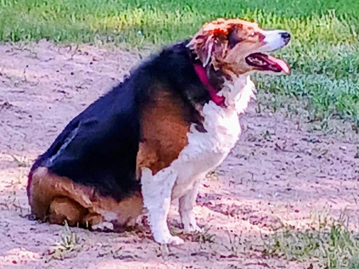 Stella, a ADOPTABLE Australian Shepherd in Elk River, MN image 1/3