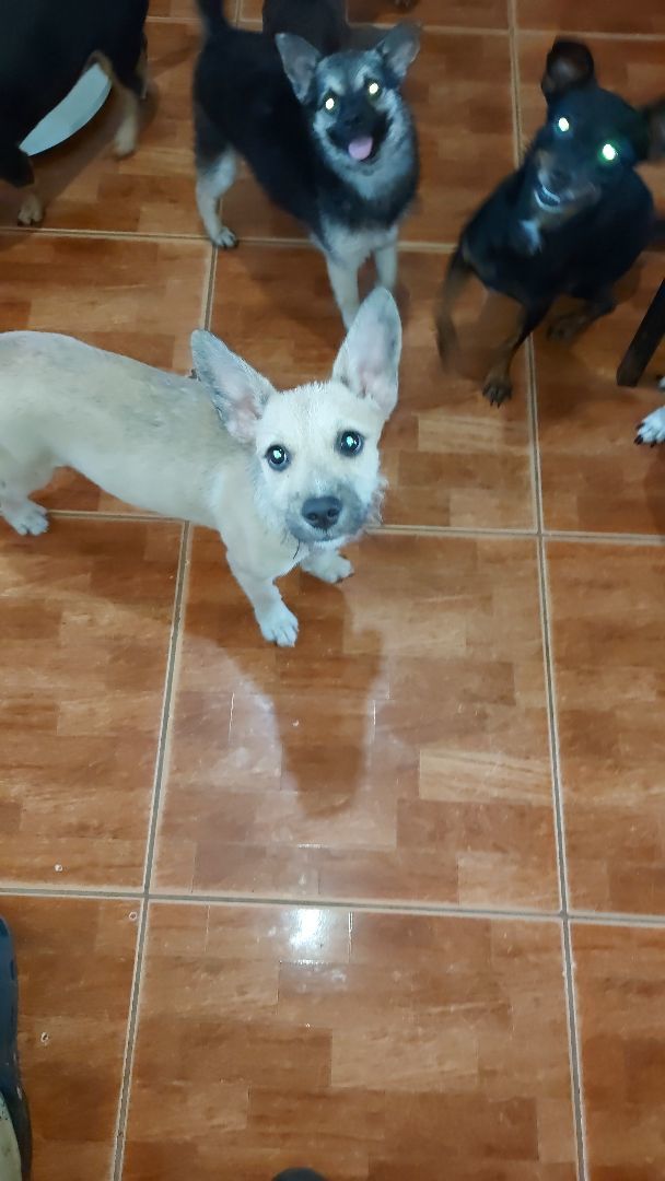 Maya AT, Baby Female Chihuahua