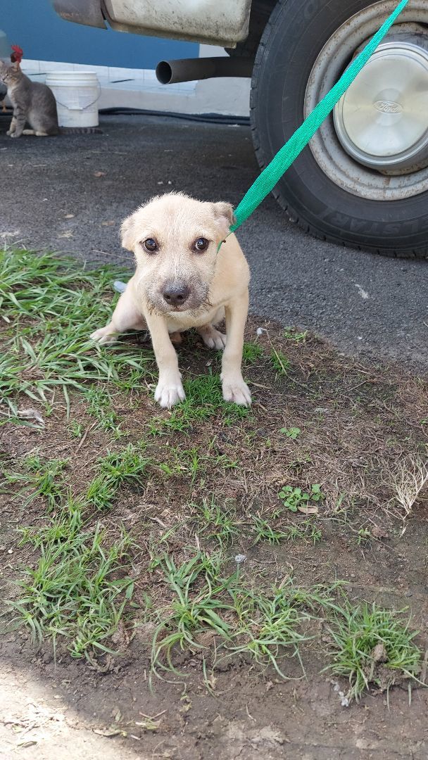 Maya AT, a Adoptable mixed breed in Huntington, NY image 2/4