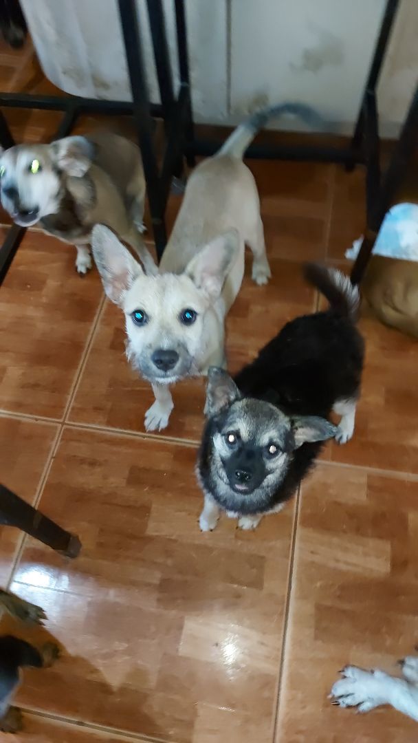 Maya AT, a Adoptable mixed breed in Huntington, NY image 3/4