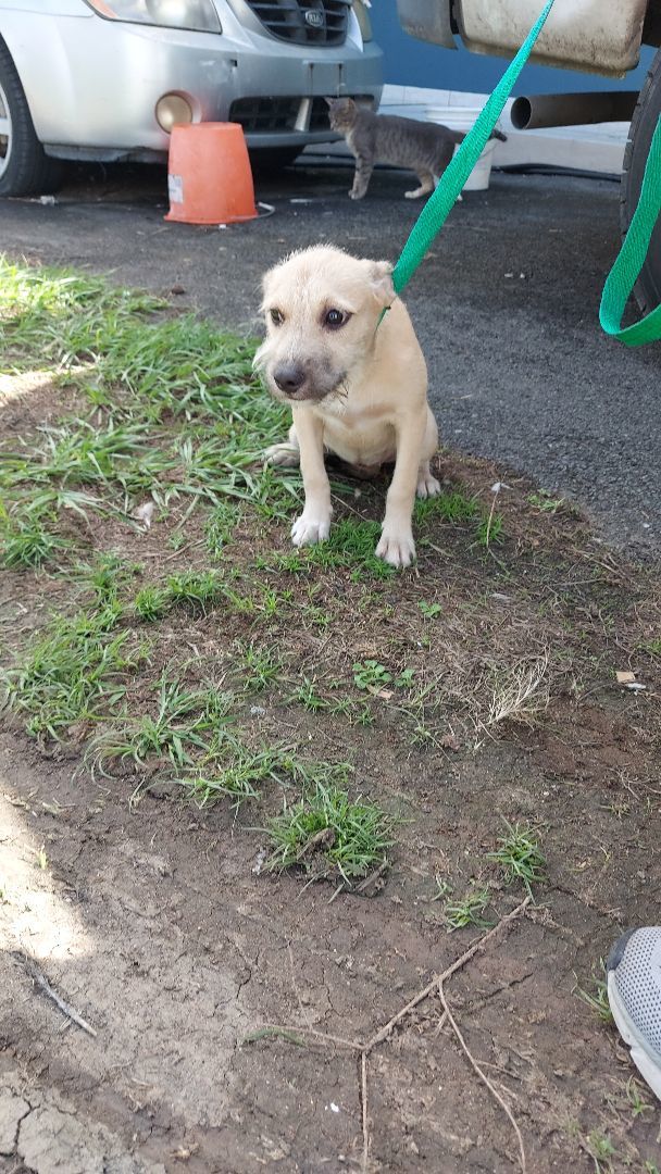 Maya AT, a Adoptable mixed breed in Huntington, NY image 4/4