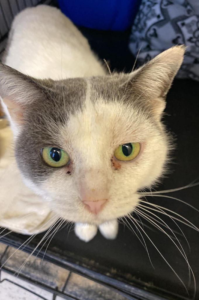 Enlarge LASSANA, a Adoptable mixed breed in Muskegon, MI image 1/6