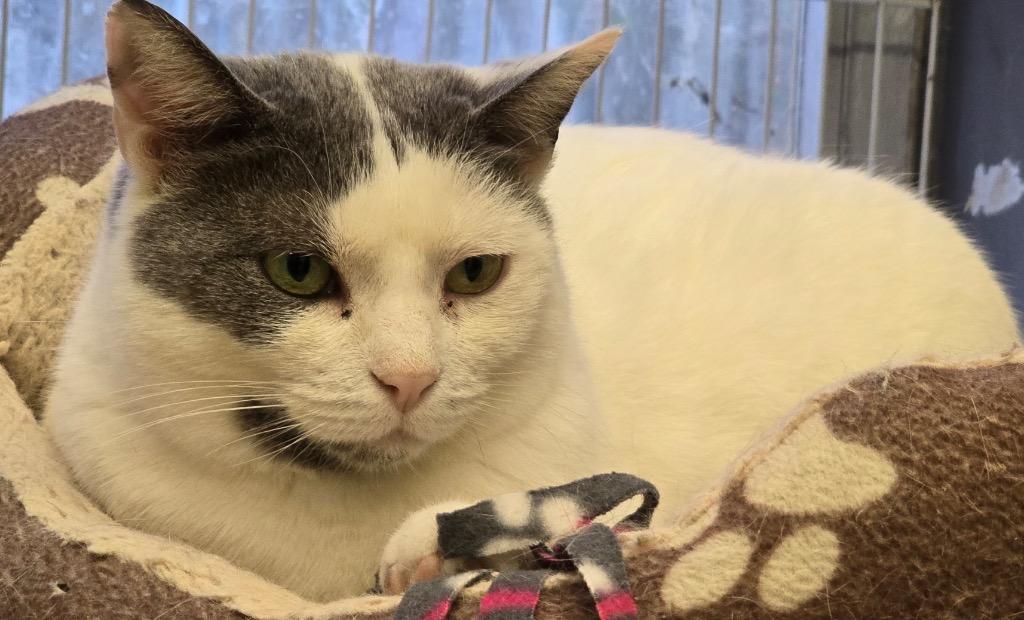 Enlarge LASSANA, a Adoptable mixed breed in Muskegon, MI image 3/6
