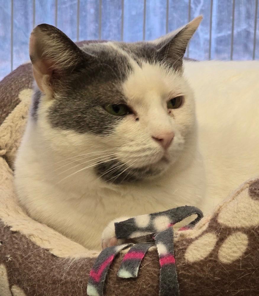 Enlarge LASSANA, a Adoptable mixed breed in Muskegon, MI image 4/6